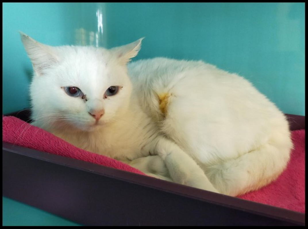 Photo #2 de Pepita dit snow