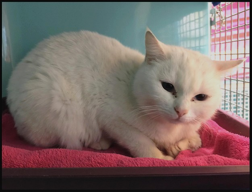 Photo #3 de Pepita dit snow