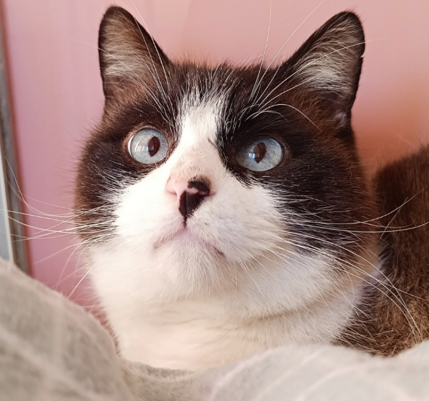 Photo #1 de Montessouris