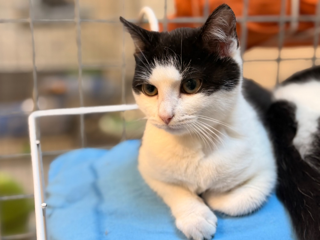 Photo #1 de Guirlande