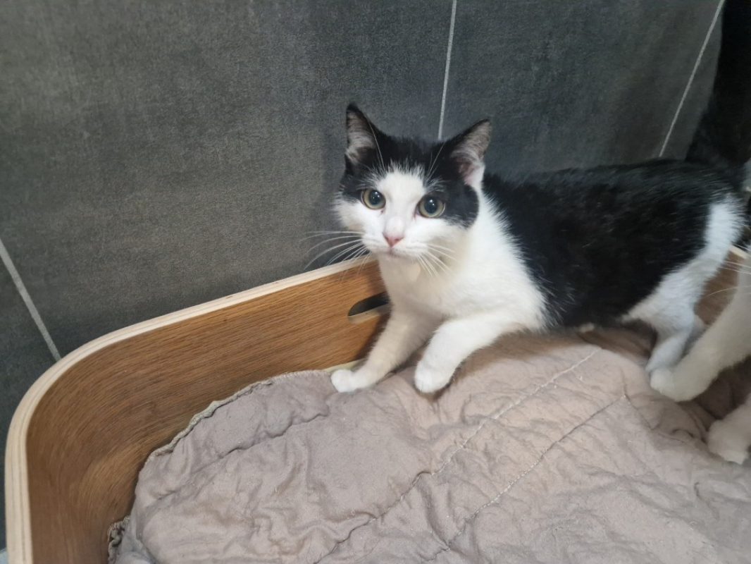 Photo #3 de Guirlande