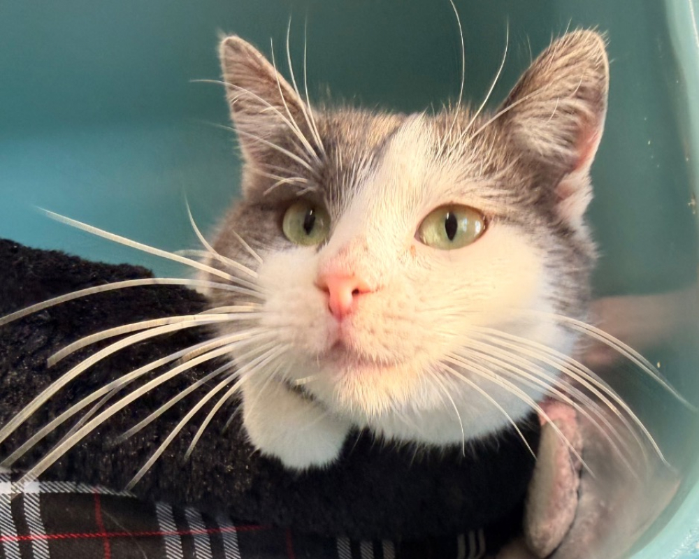 Photo #3 de Aubergine