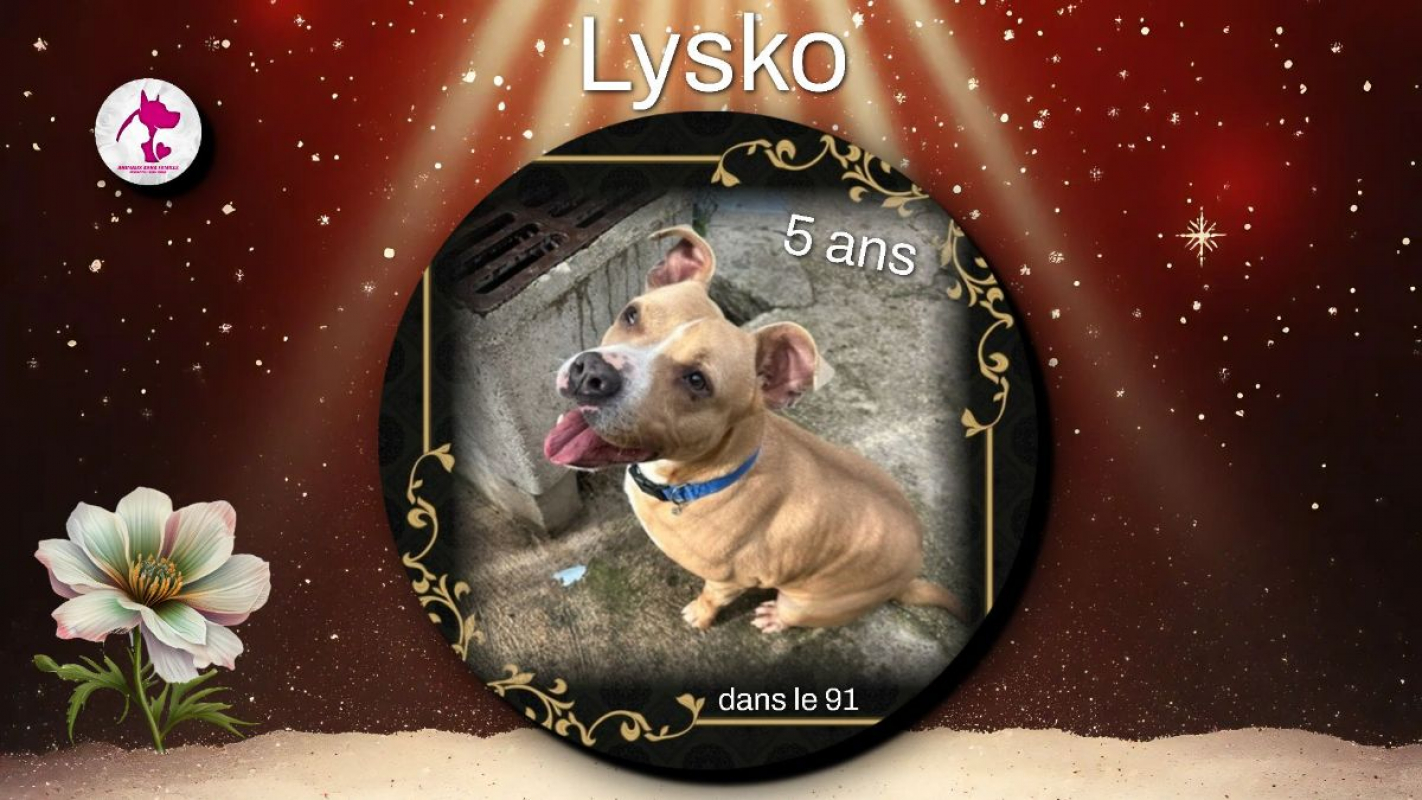 Photo de Lysko