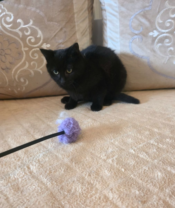 Photo #1 de Midnight