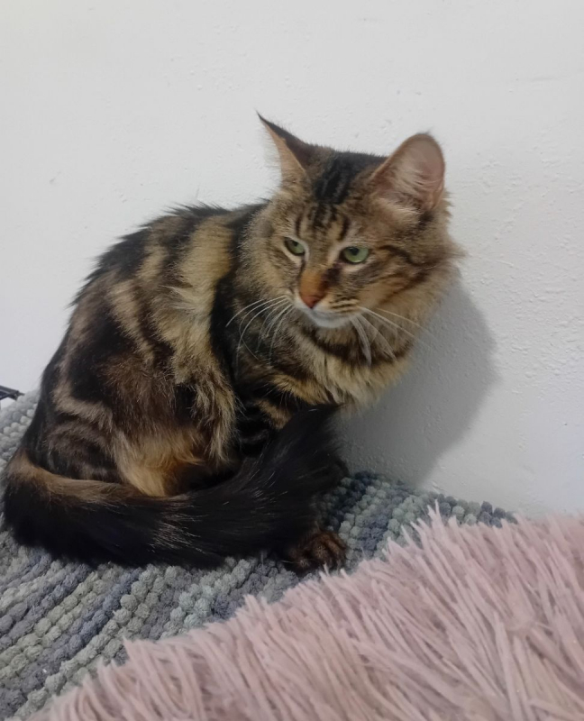 Photo #1 de Bréekies