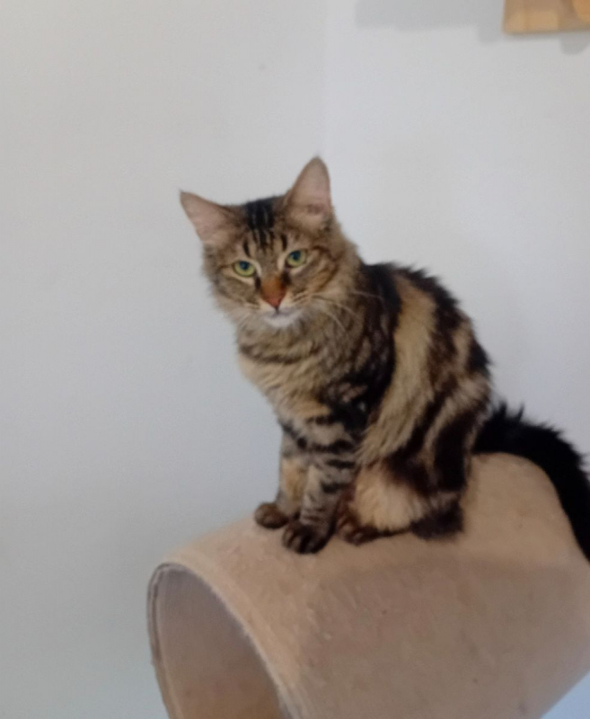 Photo #3 de Bréekies