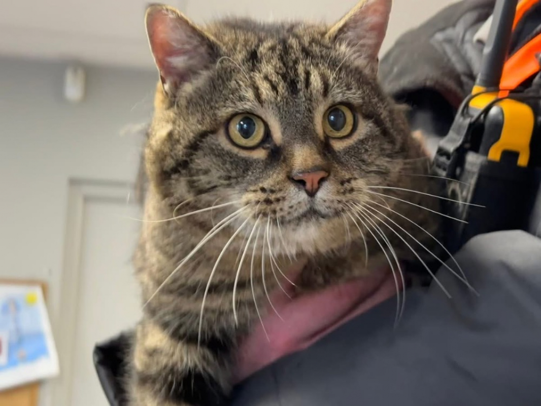 Photo #1 de Minou/moustique