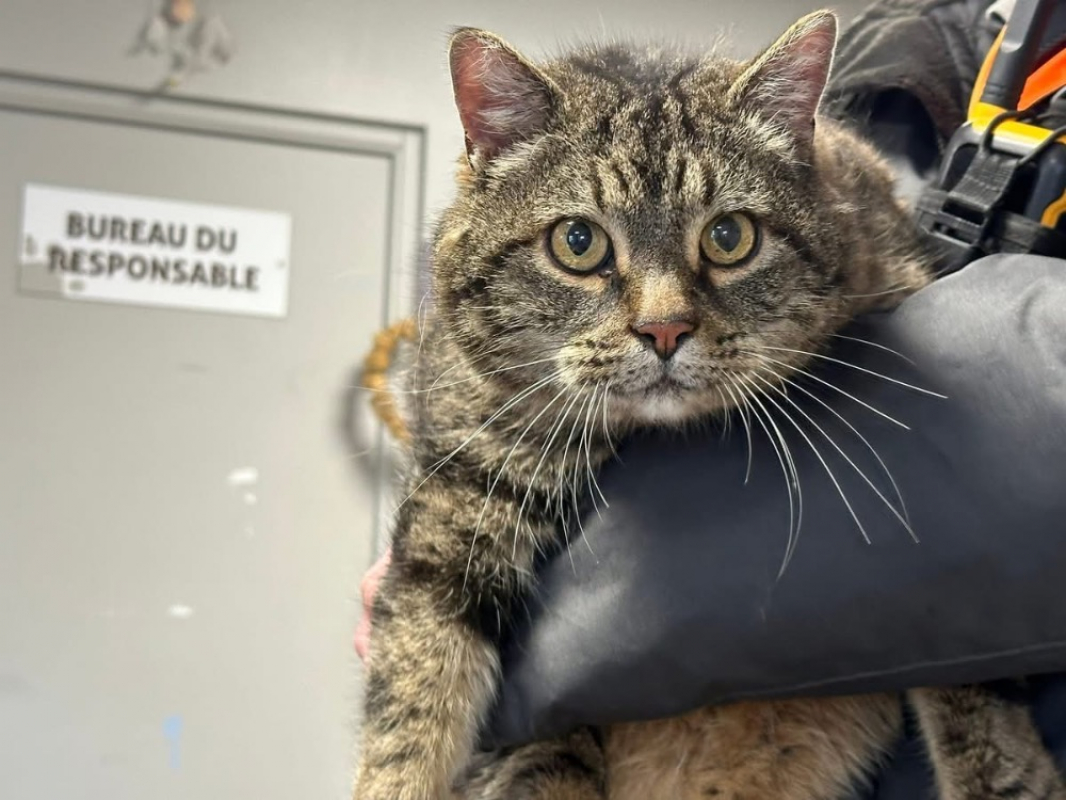 Photo #2 de Minou/moustique