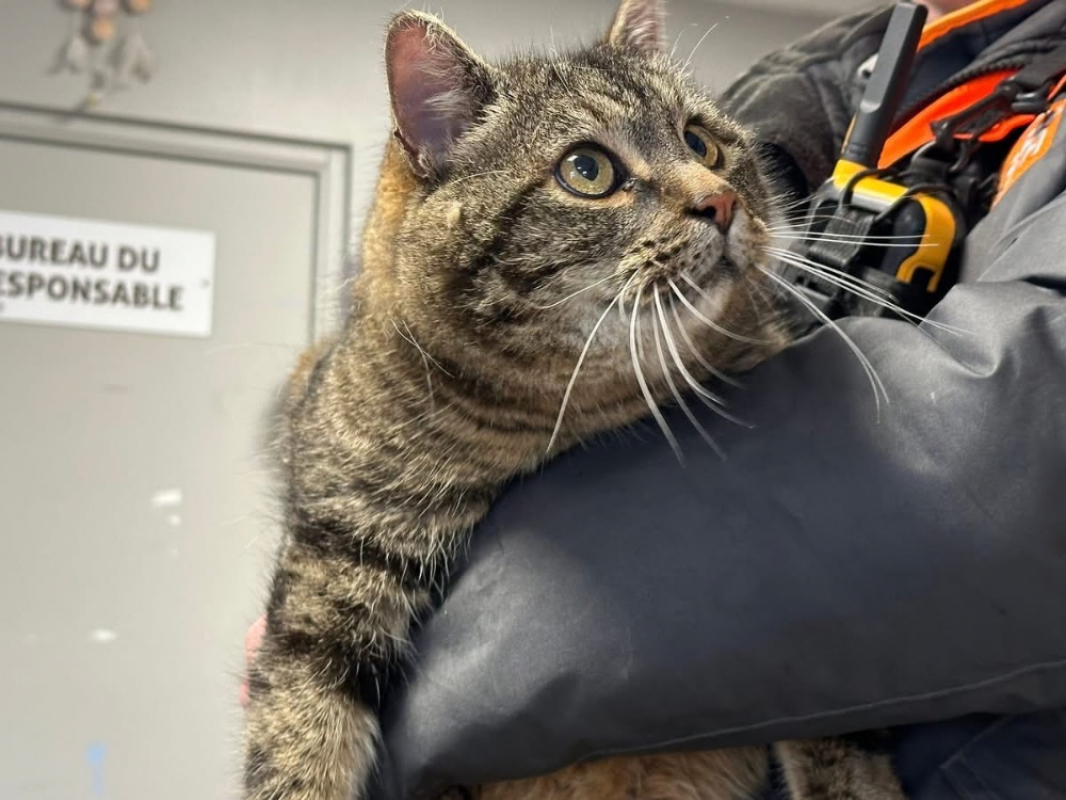 Photo #3 de Minou/moustique