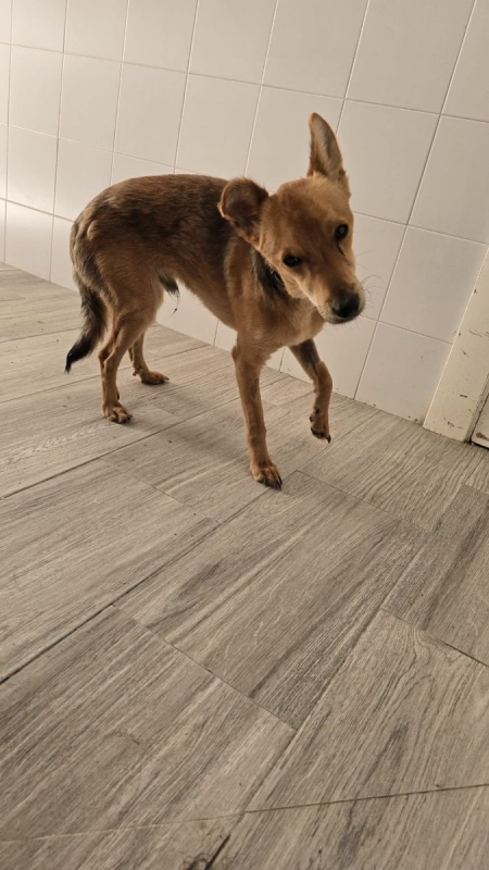 Photo #2 de TEDDY