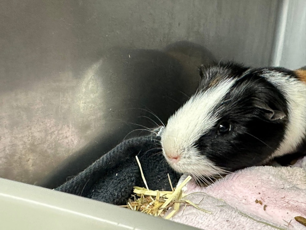 Photo #2 de A_nommer