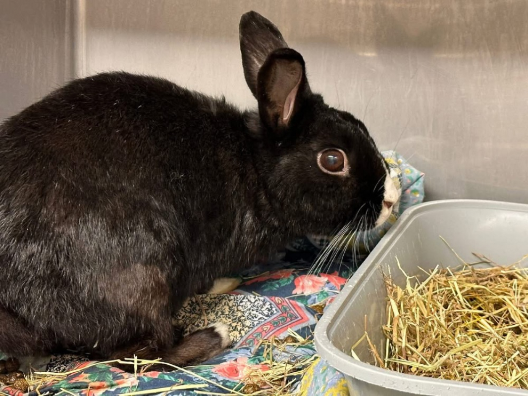 Photo #2 de A_nommer