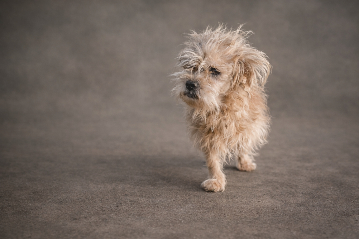 Photo de Pinceau réservé