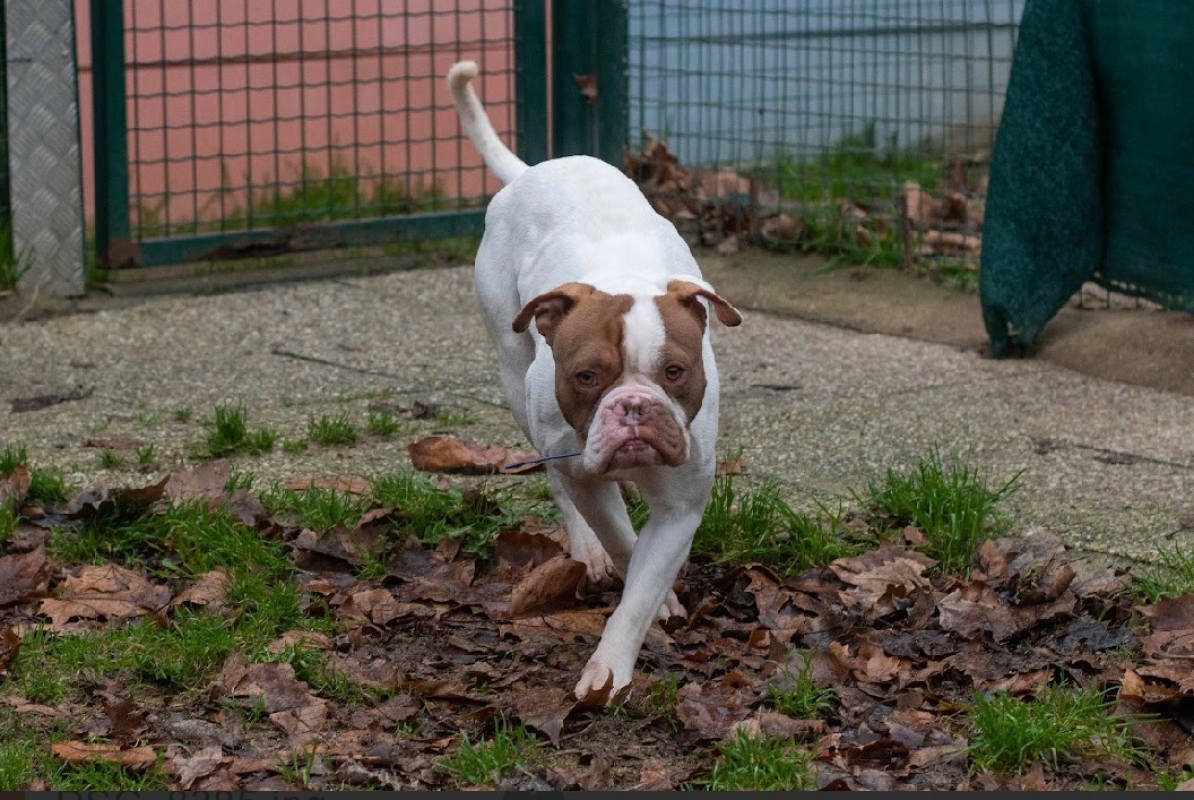 Photo #2 de Papouille