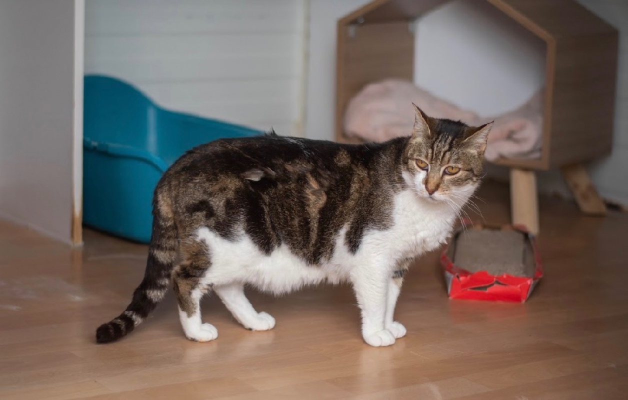 Photo #2 de Gargantuin