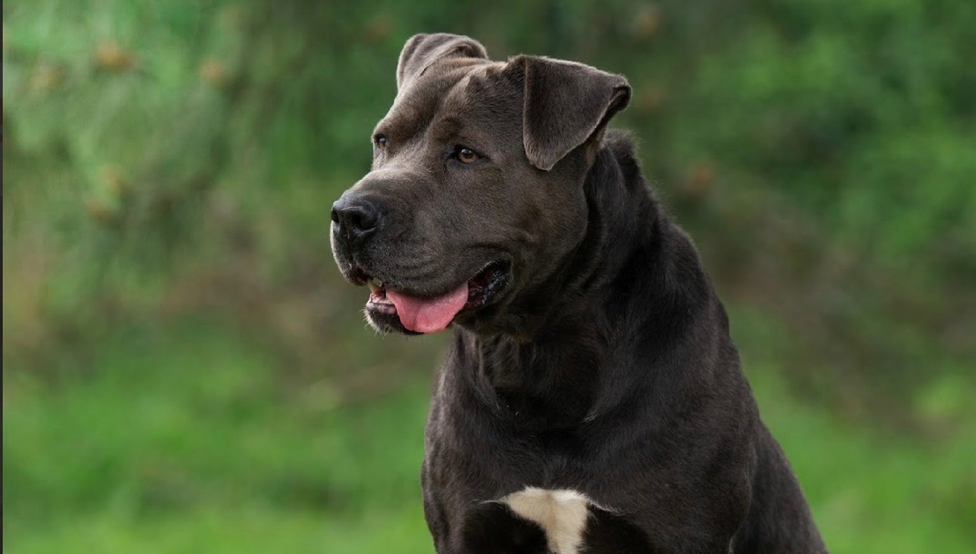Photo #1 de Bucky