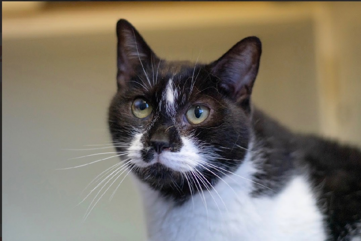 Photo #1 de Jimi hendrix