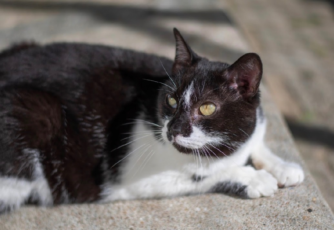 Photo #2 de Jimi hendrix