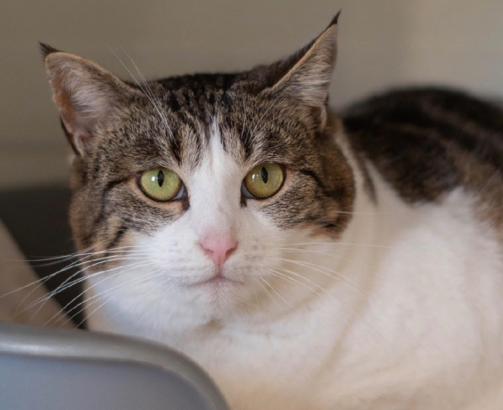 Photo #1 de Lady gaga