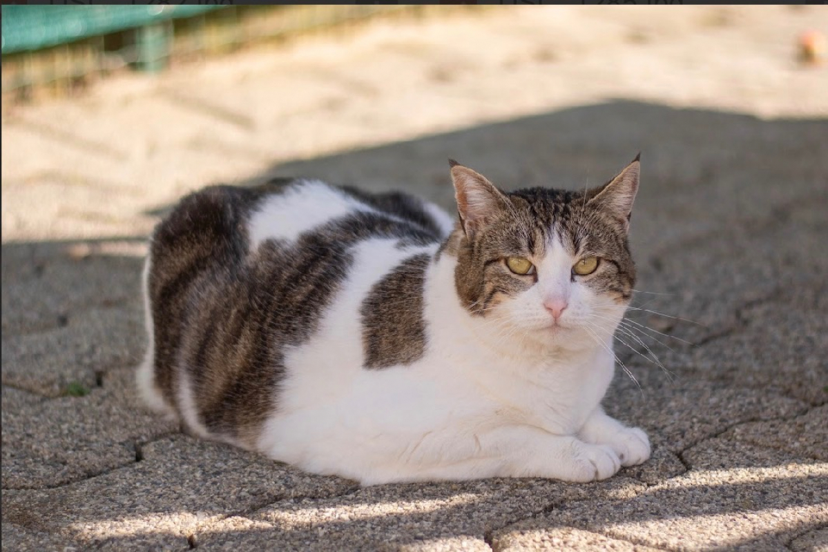 Photo #2 de Lady gaga