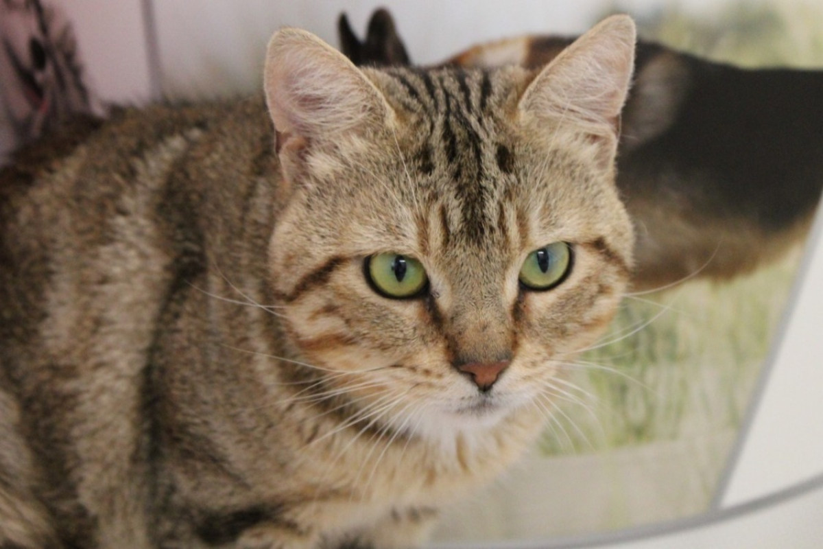 Photo #1 de Arlequin