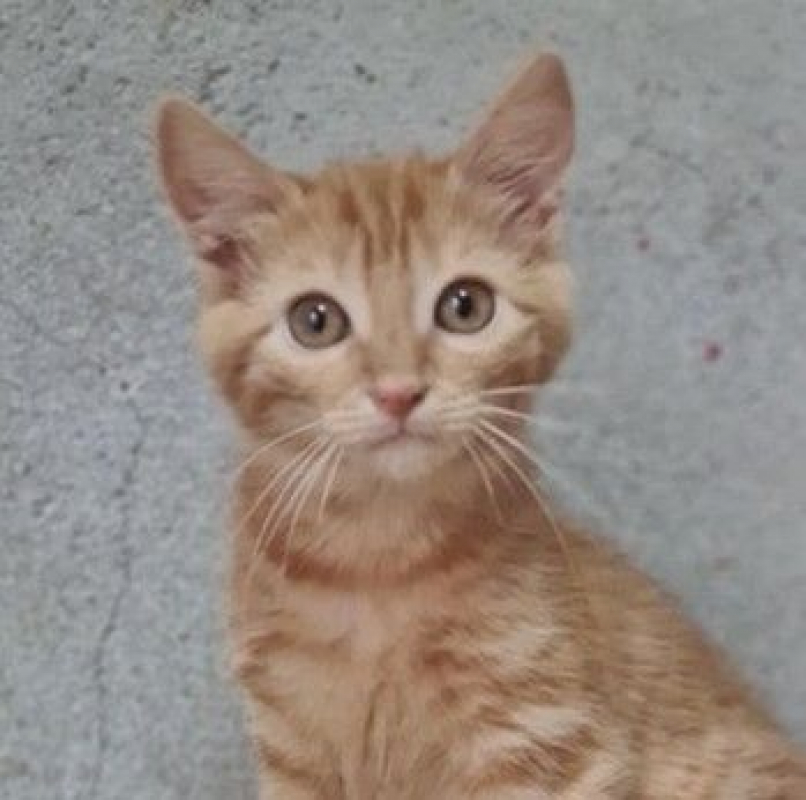 Photo de PAPRIKA