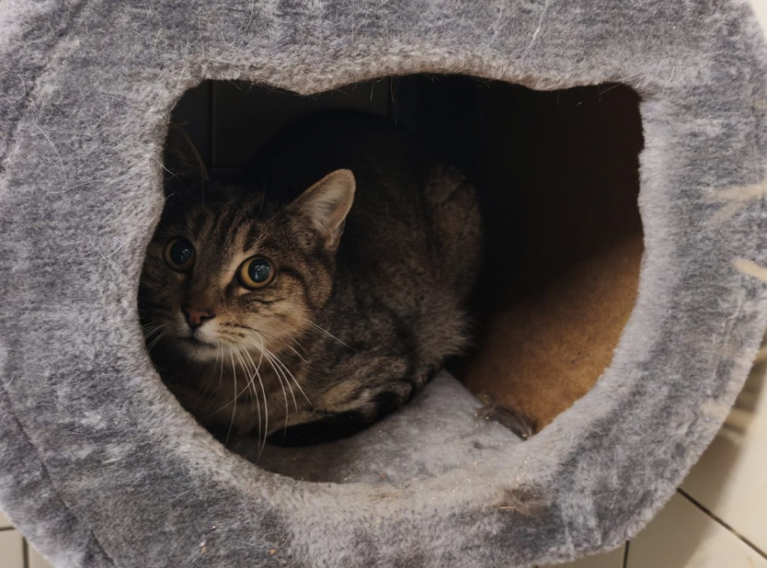 Photo de Joella genn