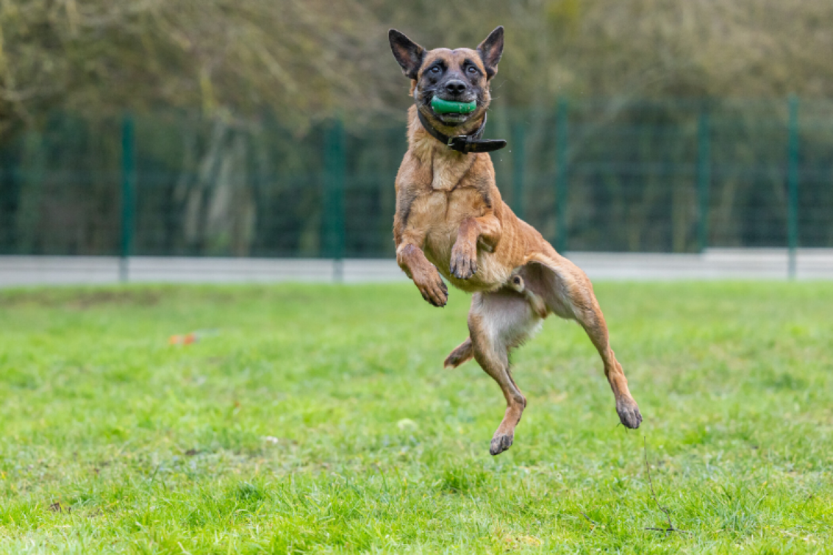 Photo #3 de Petit coeur