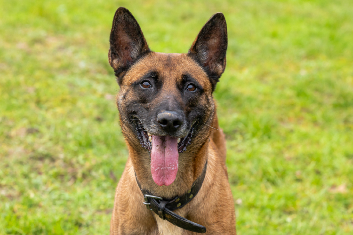 Photo #5 de Petit coeur