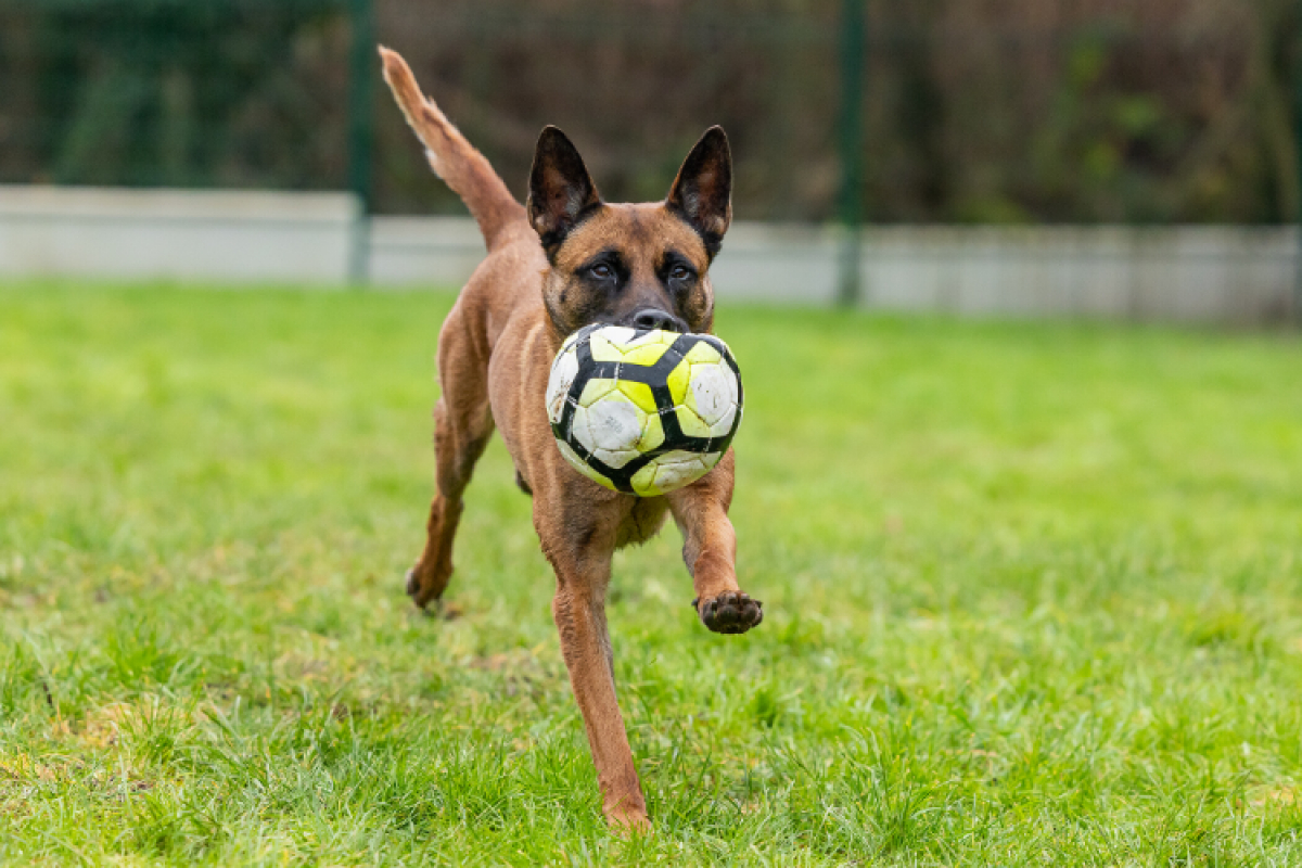 Photo #9 de Petit coeur