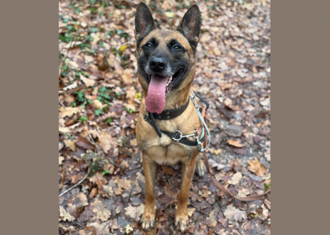 Photo #1 de Petit coeur