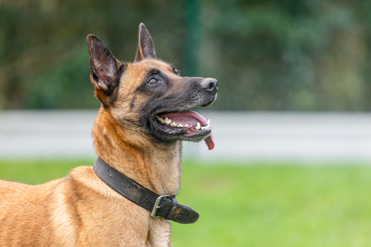 Photo #3 de Petit coeur