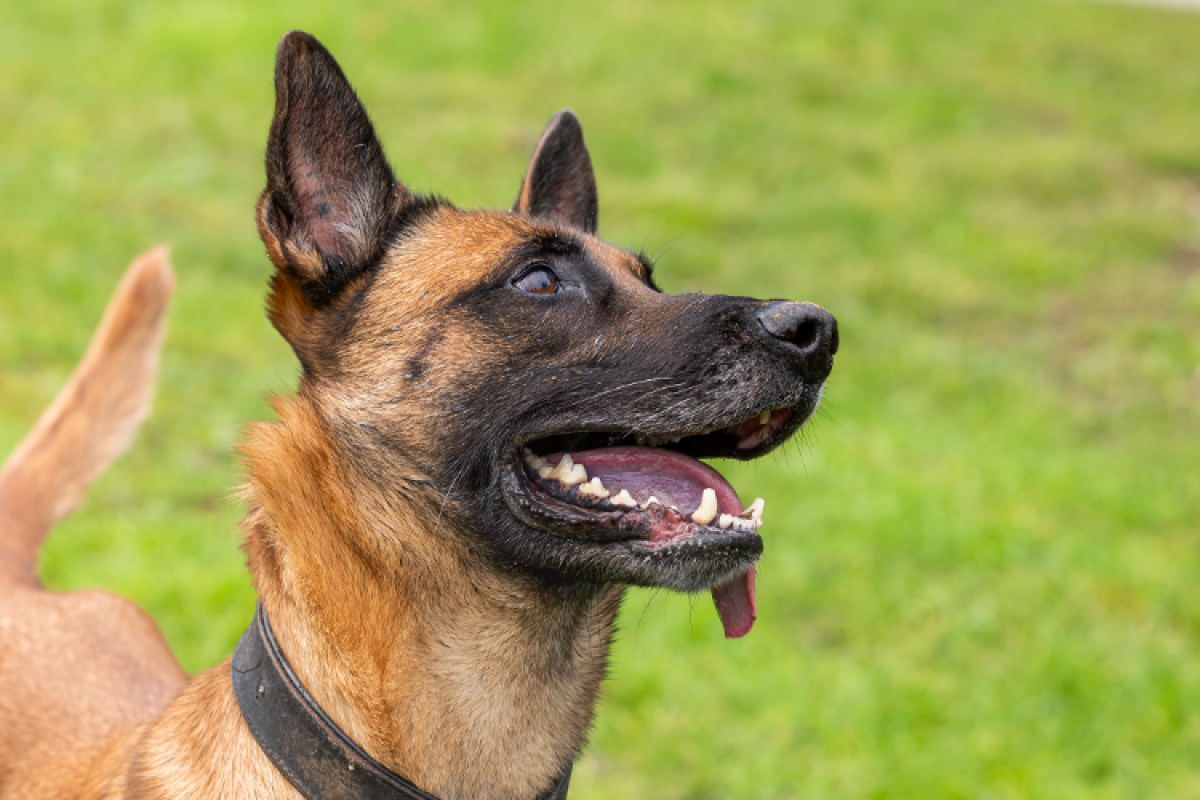 Photo #5 de Petit coeur