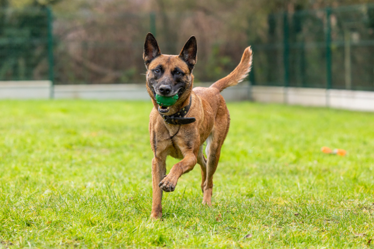 Photo #7 de Petit coeur