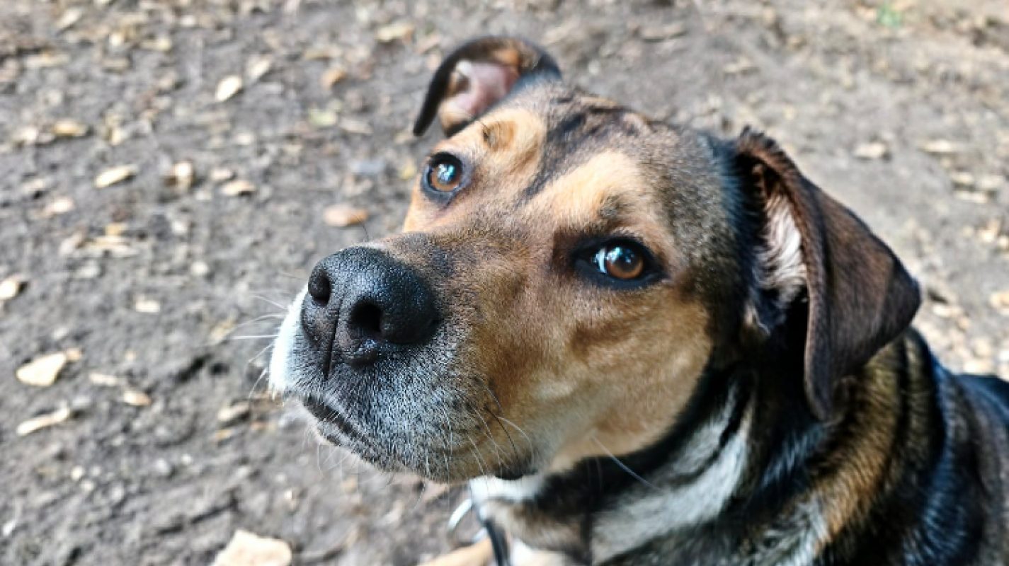 Vegeta - Chien à adopter - photo 8