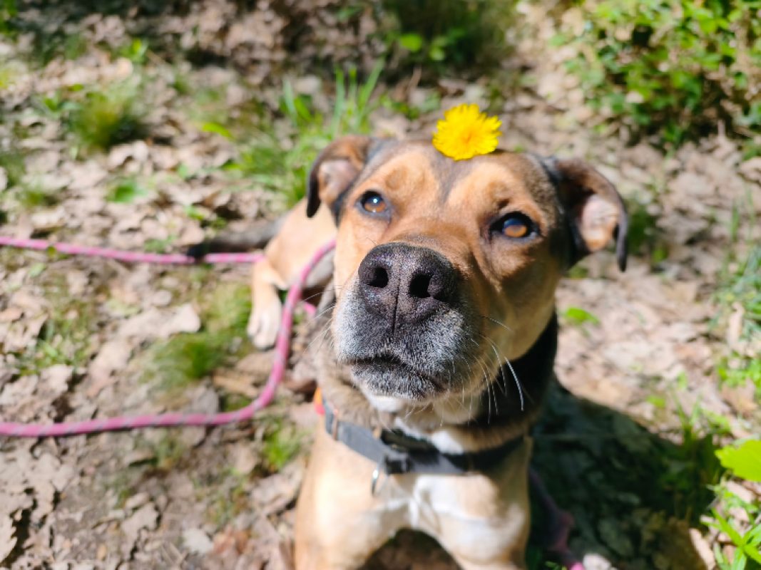 Vegeta - Chien à adopter - photo 10