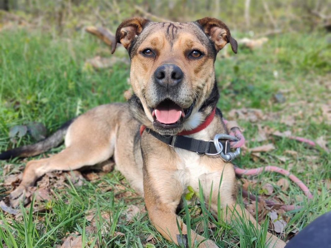 Vegeta - Chien à adopter - photo 11