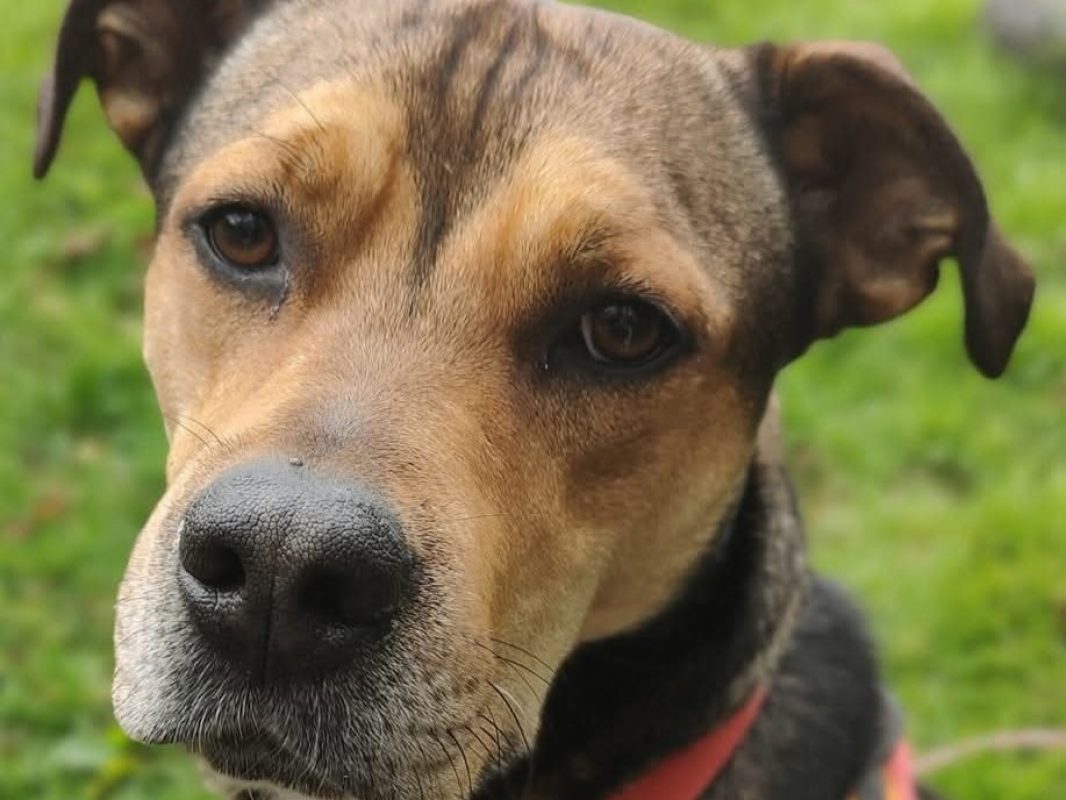 Vegeta - Chien à adopter - photo 12