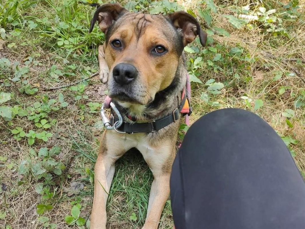 Vegeta - Chien à adopter - photo 13