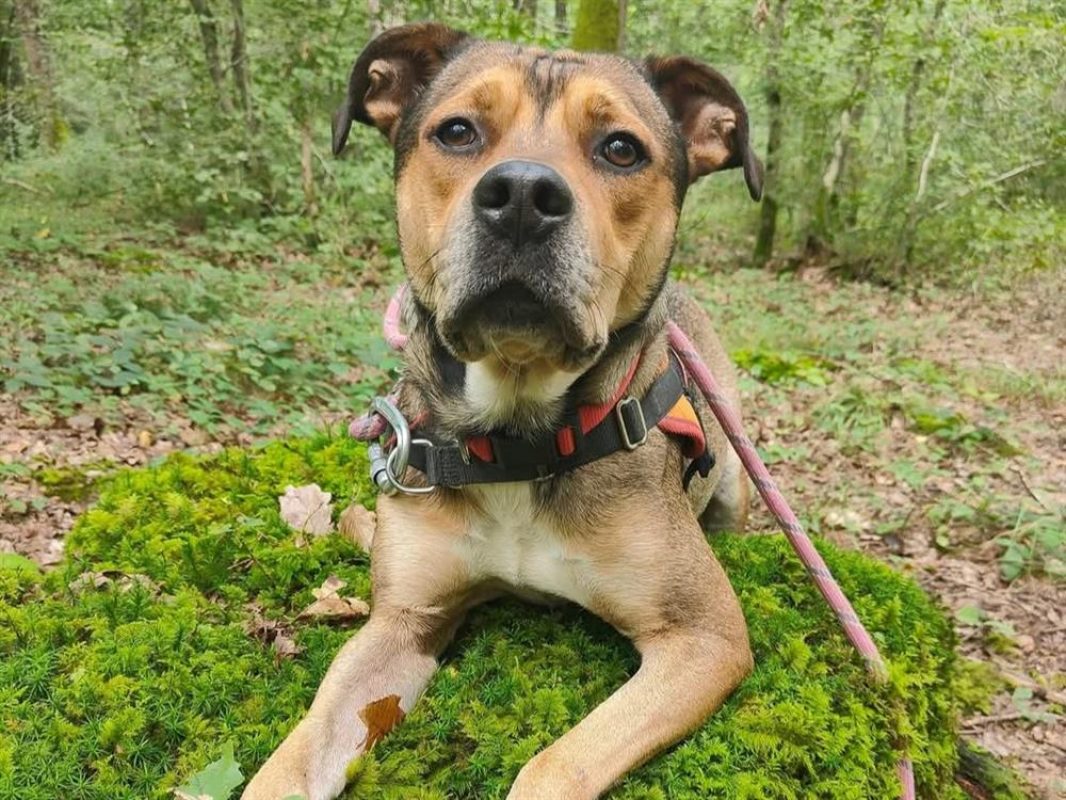 Vegeta - Chien à adopter - photo 14