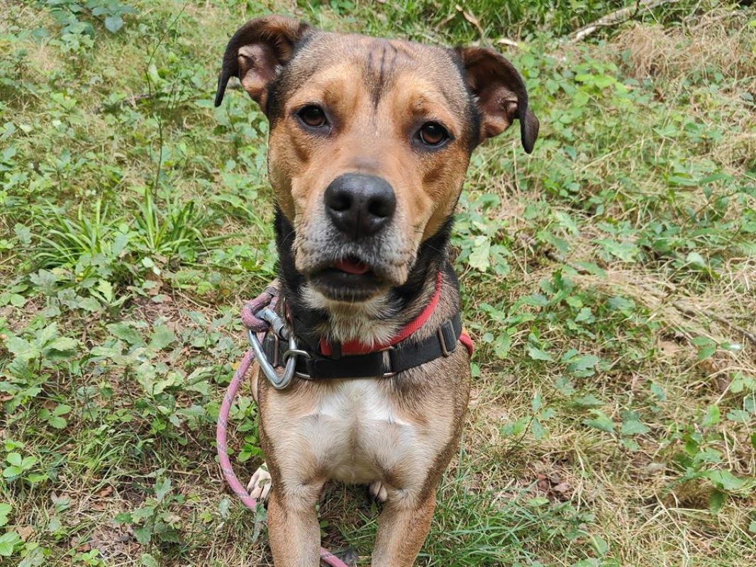 Vegeta - Chien à adopter - photo 15