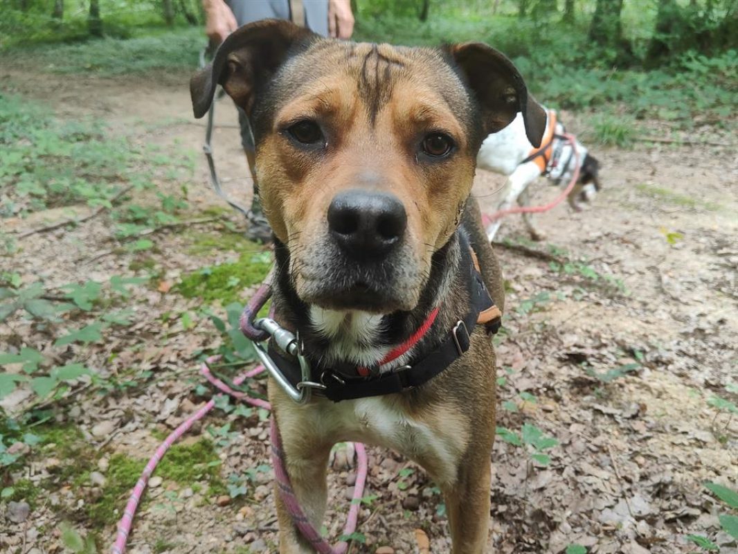 Vegeta - Chien à adopter - photo 16