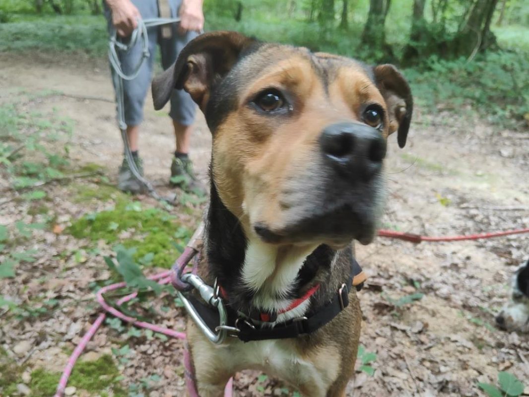 Vegeta - Chien à adopter - photo 17