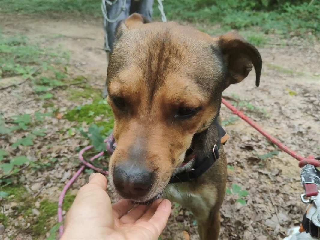 Vegeta - Chien à adopter - photo 18