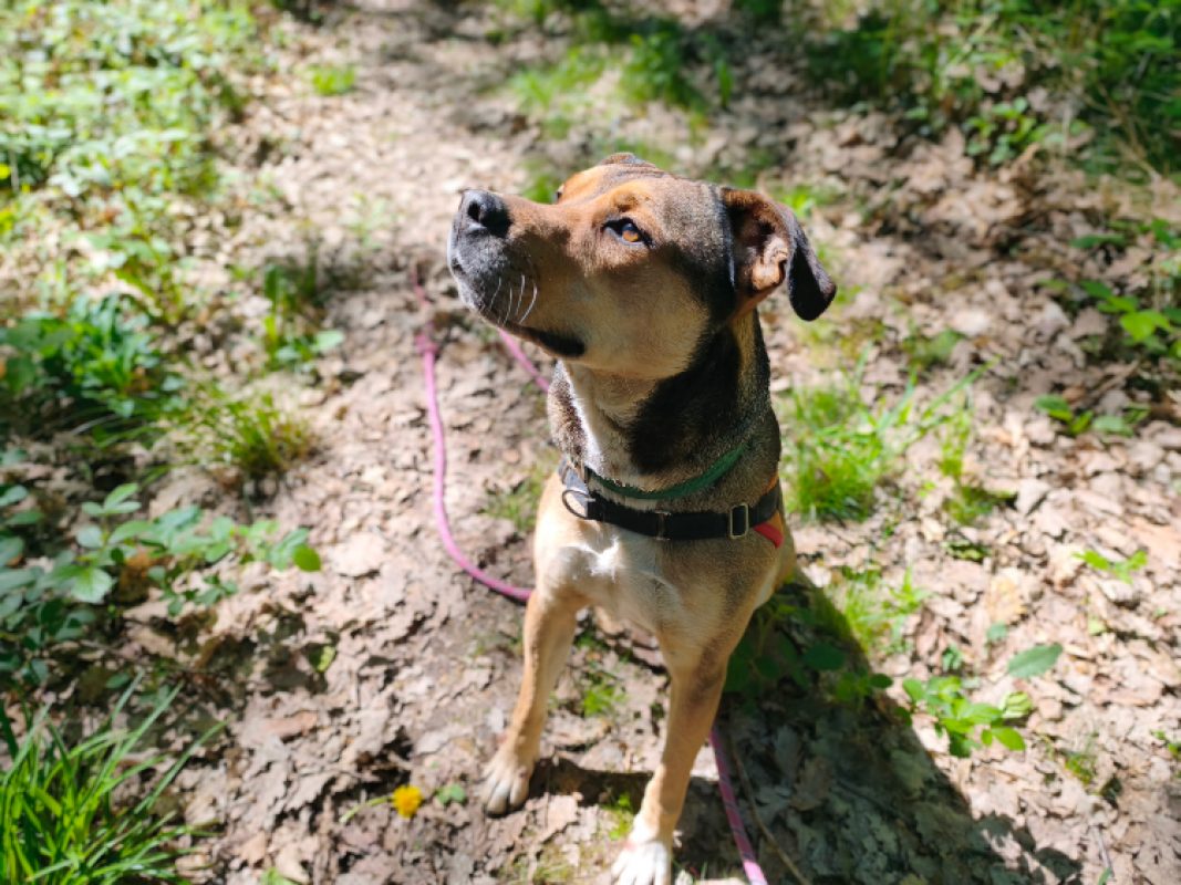 Vegeta - Chien à adopter - photo 19