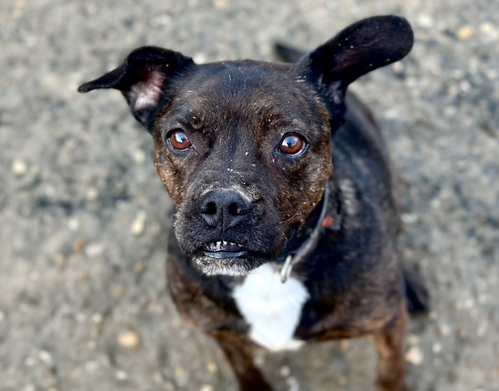 Photo #1 de Will i am