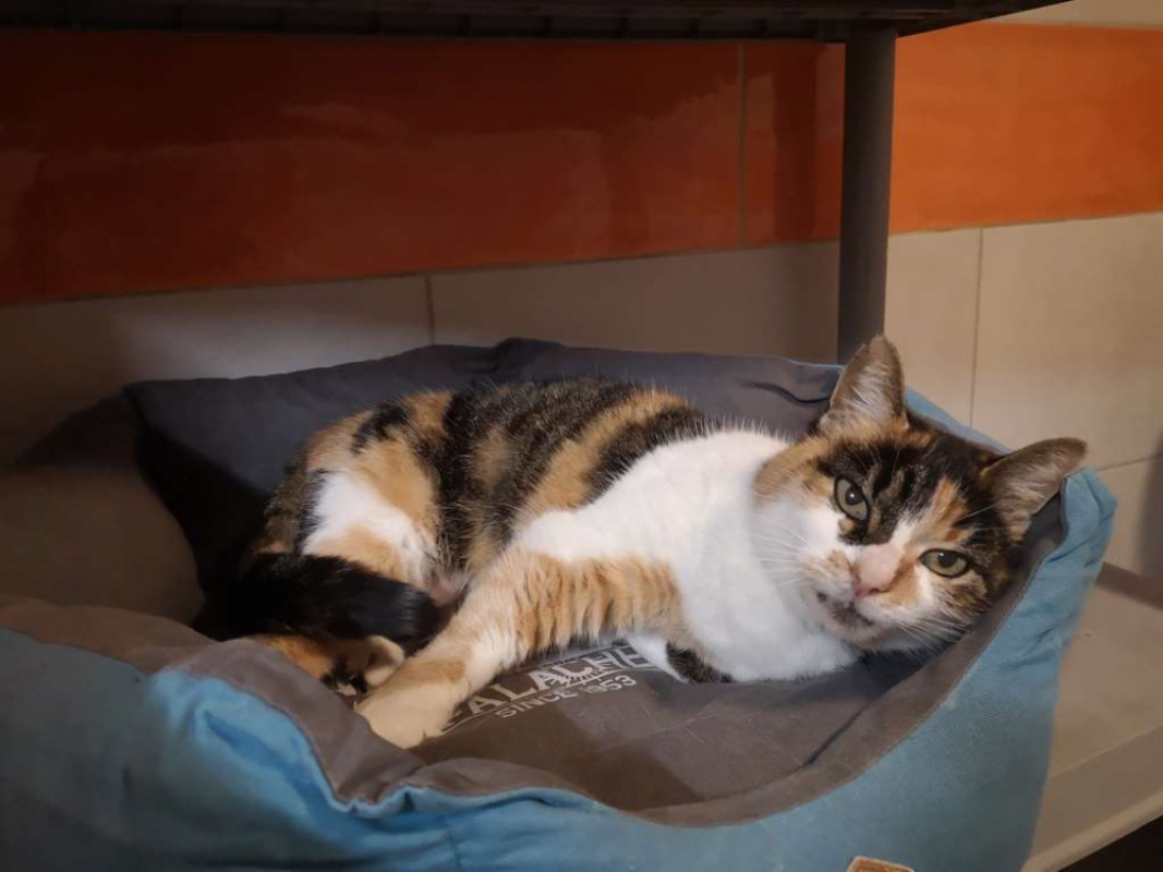 Photo #2 de Réservé sira