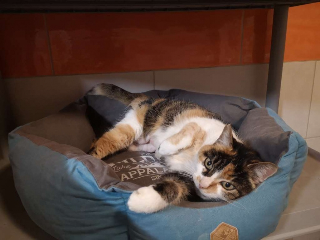 Photo #3 de Réservé sira