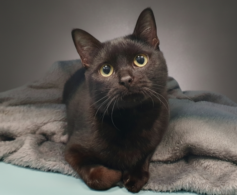 Photo #1 de Merveille