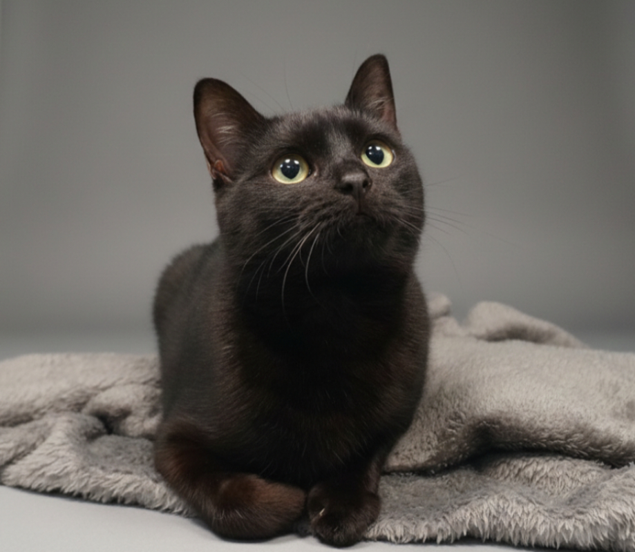 Photo #2 de Merveille